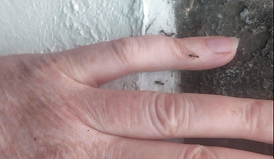 A hand is lying on the ground and ants pass over it