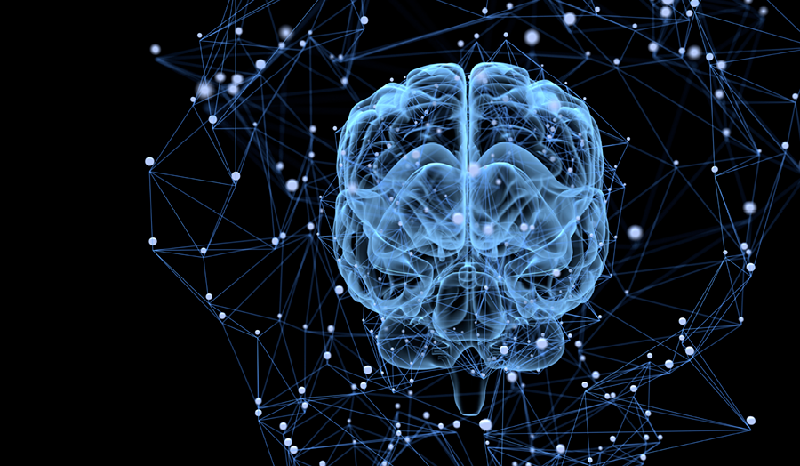 A brain