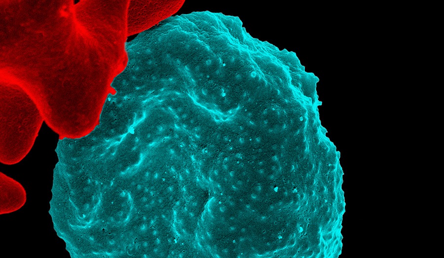 Scientific image of blood cells