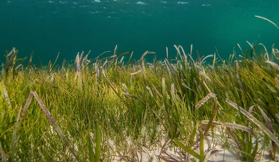 Seagrass meadow